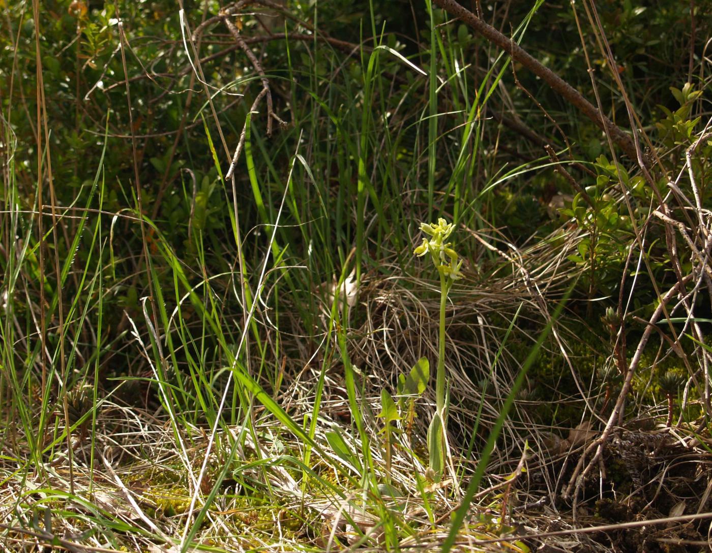 Orchid, Small Spider var. chlorantha plant